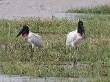 Jabiru (Jabiroe) - Los Llanos