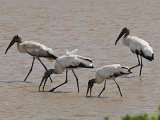 Wood Stork (Kaalkopooievaar) - Los Llanos
