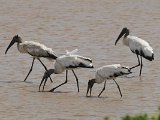 Wood Stork (Kaalkopooievaar) - Los Llanos