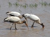 Wood Stork (Kaalkopooievaar) - Los Llanos