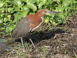 Rufescent Tiger-Heron (Rosse Tijgerroerdomp) - Los Llanos