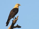 Yellow-headed Caracara (Geelkopcaracara)