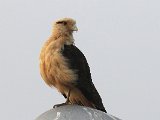 Yellow-headed Caracara (Geelkopcaracara)