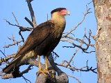 Crested Caracara (Noordelijke Kuifcaracara) - Los Llanos