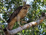 Grey-lined Hawk (Grijsstreepbuizerd) imm. - Los Llanos