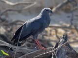 Crane Hawk (Langpootkiekendief) - Los Llanos