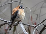 American Kestrel (Amerikaanse Torenvalk) - San Rafael de Mucuchies