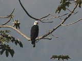 Black-and-White Hawk-Eagle (Zwart-witte Kuifarend) - Henri Pittier N.P.