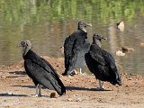 Black Vulture (Zwarte Gier) - Mochima