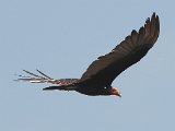 Lesser Yellow-headed Vulture (Kleine Geelkopgier) - Orinoco delta