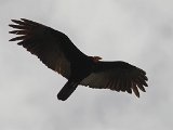 Lesser Yellow-headed Vulture (Kleine Geelkopgier) - Orinoco delta