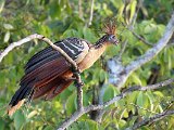 Hoatzin (Hoatzin) - Orinoco delta