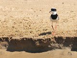 Pied Lapwing (Cayennekievit) - Los Llanos