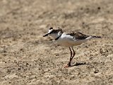 Collared Plover (Kraagplevier) - Los Llanos