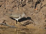 Spotted Sandpiper (Amerikaanse Oeverloper) - Mochima