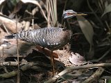 Sunbittern (Zonneral) - Orinoco delta