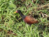 Wattled Jacana (Leljacana) - Los Llanos