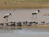 Black Skimmer, Large-billed Tern and Wood Stork - Los Llanos