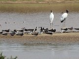 Black Skimmer, Large-billed Tern and Wood Stork - Los Llanos