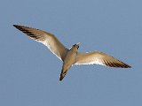 Large-billed Tern (Grootsnavelstern) - Los Llanos