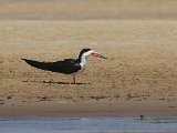 Black Skimmer (Amerikaanse Schaarbek) - Los Llanos