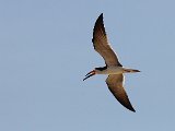 Black Skimmer (Amerikaanse Schaarbek) - Los Llanos