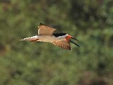 Black Skimmer (Amerikaanse Schaarbek) - Los Llanos