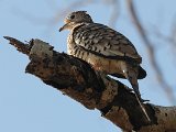 Scaled Dove (Geschubde Musduif) - Mochima