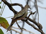 Scaled Dove (Geschubde Musduif)