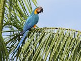 Blue-and-yellow Macaw (Blauw-gele Ara) - Orinoco delta