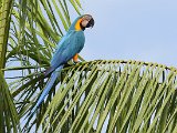 Blue-and-yellow Macaw (Blauw-gele Ara) - Orinoco delta