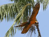 Blue-and-yellow Macaw (Blauw-gele Ara) - Orinoco delta