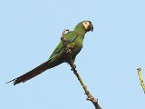 Chestnut-fronted Macaw (Dwergara) - Choroni