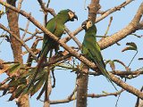 Chestnut-fronted Macaw (Dwergara) - Choroni