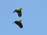 Orange-winged Parrot (Oranjevleugelamazone) - Orinoco delta