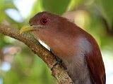 Squirrel Cuckoo (Eekhoornkoekoek) - Canaima