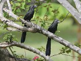 Groove-billed Ani (Groefsnavel Ani) - Ciudad Bolivar