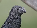 Groove-billed Ani (Groefsnavel Ani) - Ciudad Bolivar