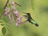 Blue-tailed Emerald (Blauwstaartsmaragdkolibrie) - Ciudad Bolivar