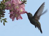 Blue-chinned Sapphire (Blauwkeelsaffierkolibrie) - Ciudad Bolivar