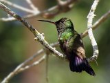 Glittering-throated Emerald (Franjeamazilia) - Caripe