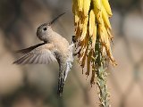 Buffy Hummingbird (Bruine Kolibrie) - Mochima