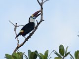 White-throated Toucan (Roodsnaveltoekan) - Orinoco delta