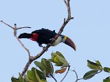 White-throated Toucan (Roodsnaveltoekan) - Orinoco delta