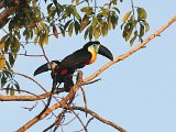 Channel-billed Toucan (Swainsons Toekan) - Orinoco delta