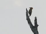 Cream-colored Woodpecker (Strogele Specht) - Orinoco delta