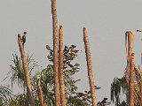 Lineated Woodpecker (Gestreepte Helmspecht) - Los Llanos