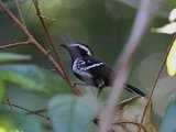 Northern White-fringed Antwren (Noordelijke Witbandmiersluiper) - Mochima