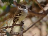 White-throated Tyrannulet (Witkeeltachuri) - Los Nevados