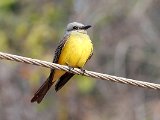 Tropical Kingbird (Tropische Koningstiran) - Choroni